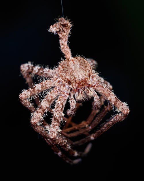 Δωρεάν στοκ φωτογραφιών με macro, αράχνη, ασπόνδυλος