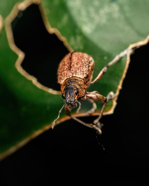 Free Close-up of a beetle perched on a green leaf, showcasing intricate details and texture. Stock Photo
