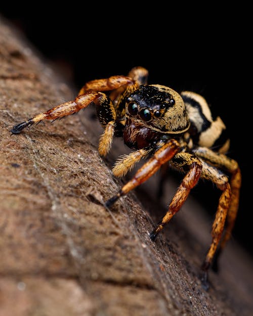 Δωρεάν στοκ φωτογραφιών με macro, αράχνη, ασπόνδυλος