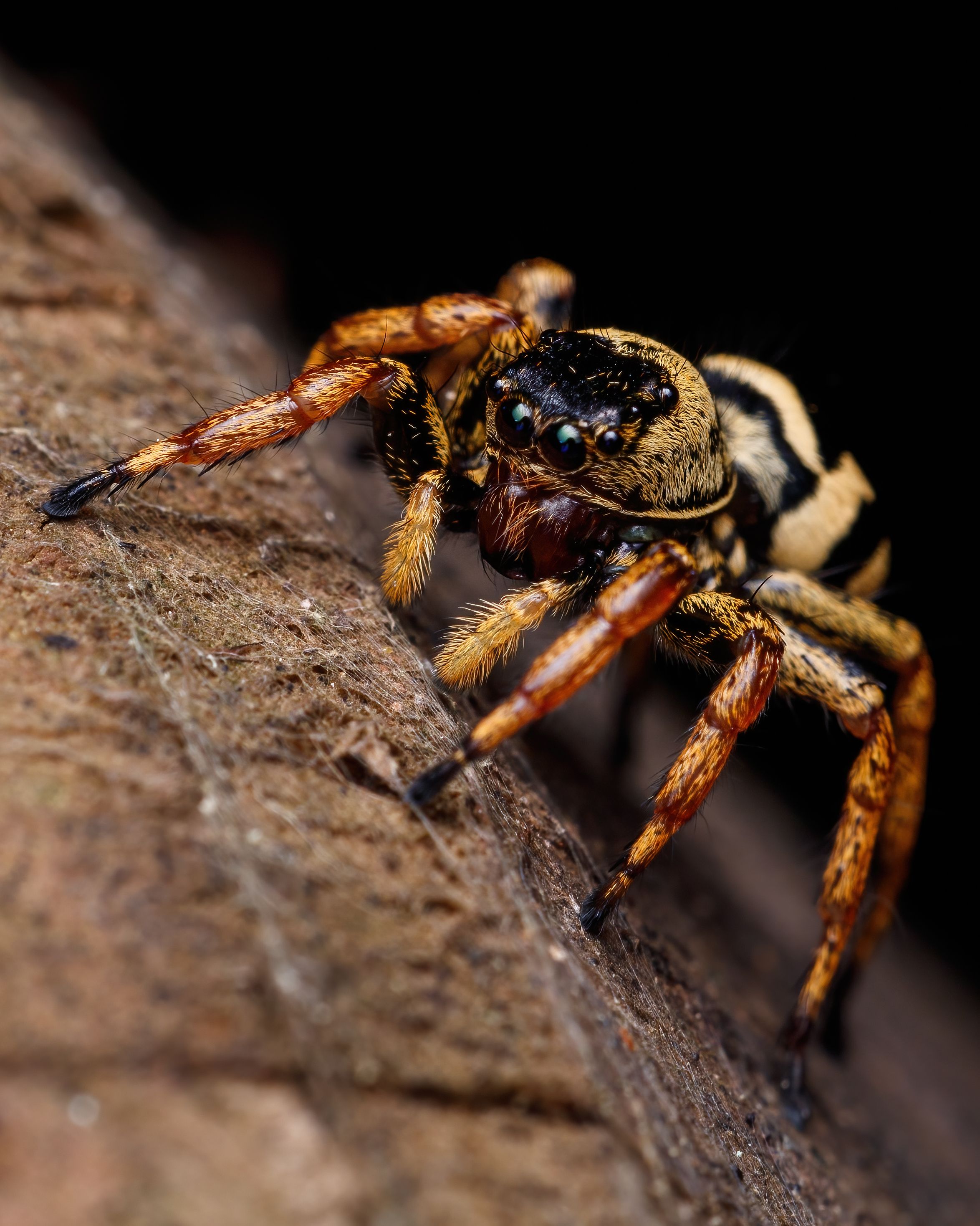 Macro Photo of a Spider Walking · Free Stock Photo