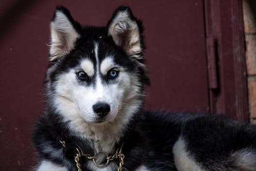 Foto d'estoc gratuïta de gos, husky, husky siberià