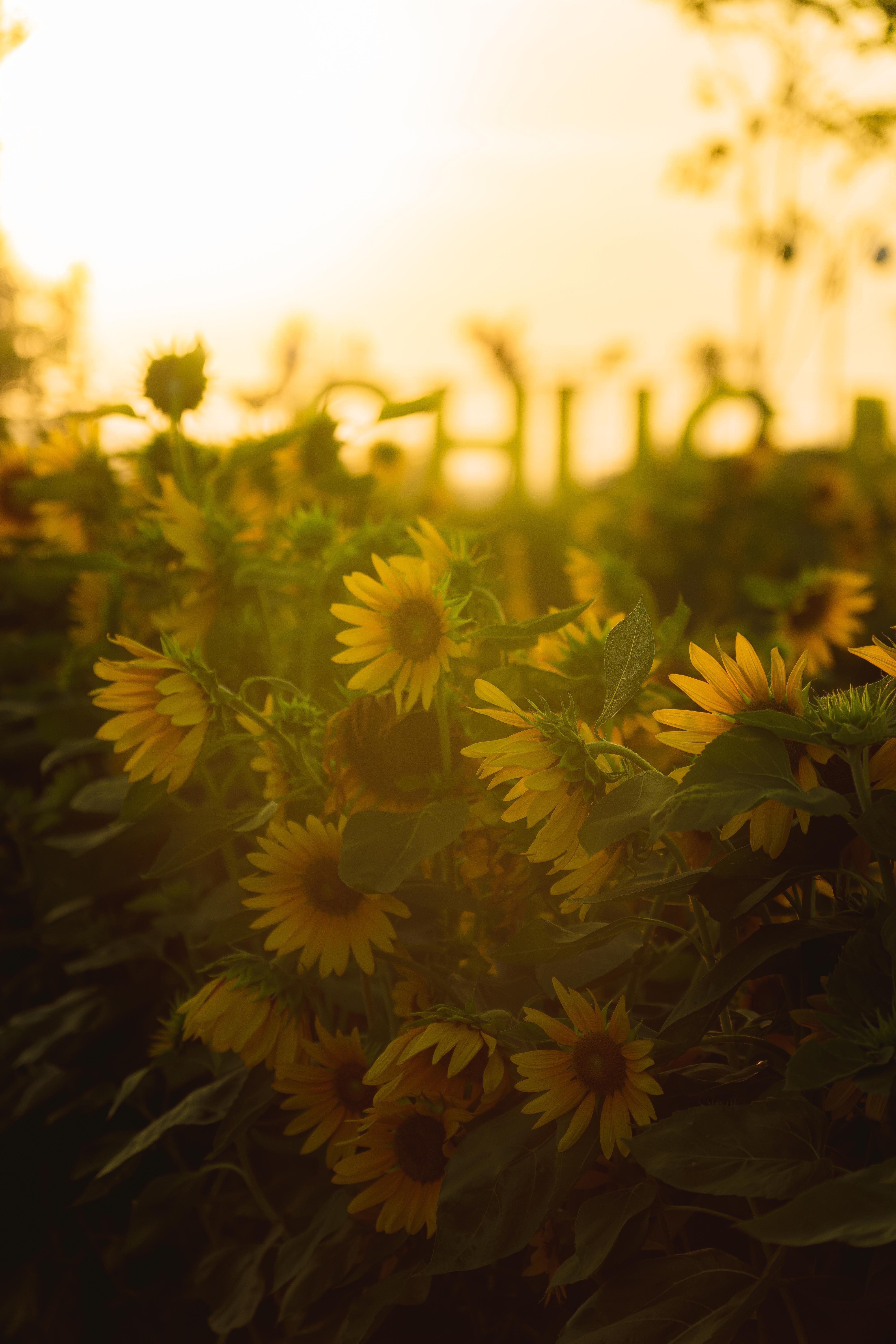 Field of Sunflowers during Golden Hour · Free Stock Photo