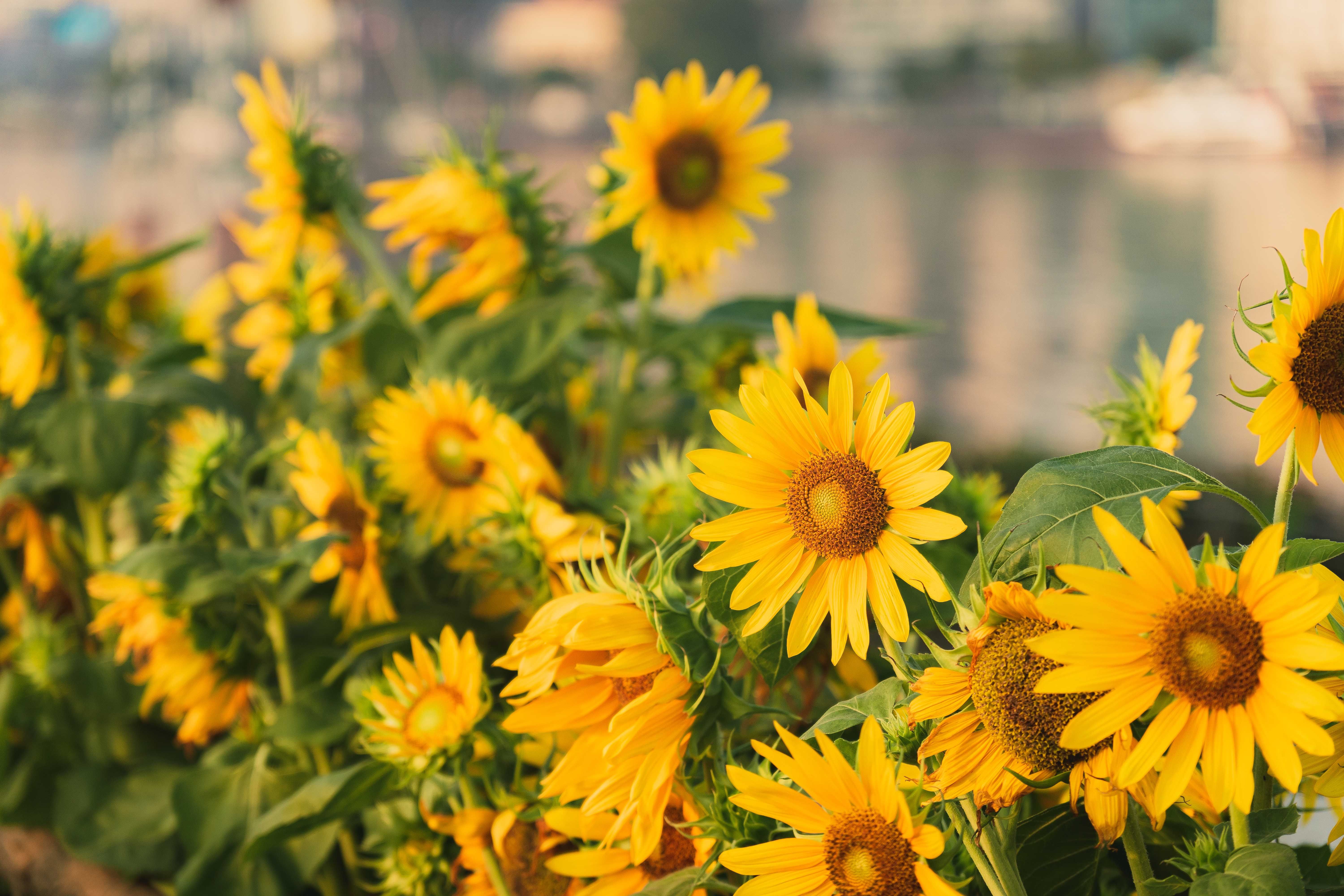 Sunflower collection in studio workspace