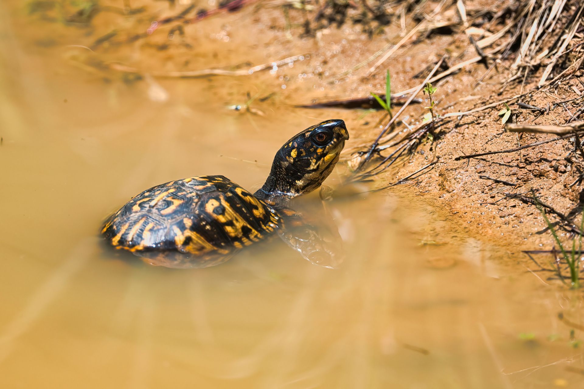 Turtle in a Swamp