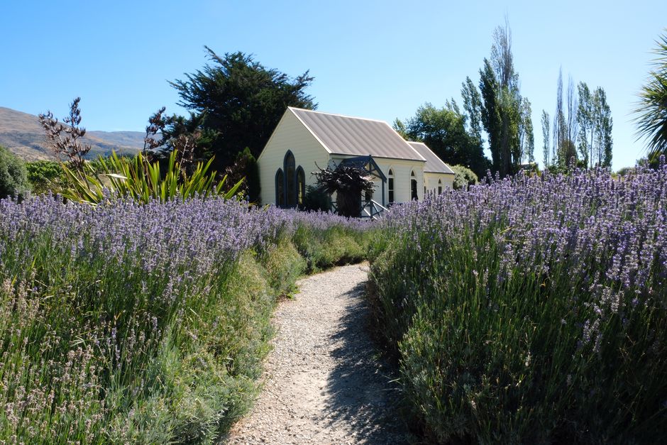 Photo by Paula Davenport on Pexels Charming house in Otago, New Zealand, surrounded by lavender fields under clear blue sky.