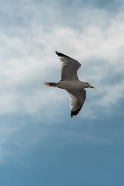 Základová fotografie zdarma na téma bílá, divoký, divoký západ