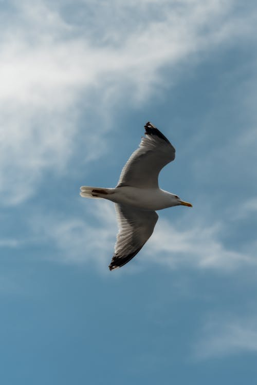 Základová fotografie zdarma na téma bílá, divoký, divoký západ