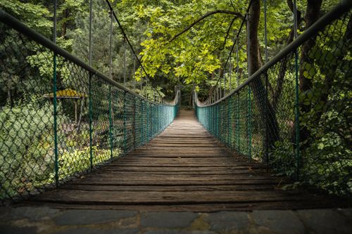Free A tranquil wooden suspension bridge surrounded by verdant trees in a forest setting in Bursa, Türkiye. Stock Photo