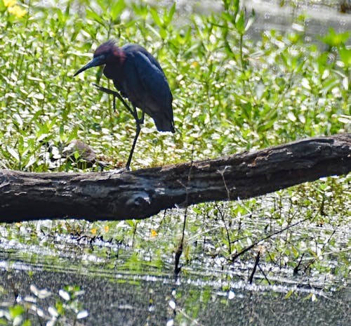 Little Blue Heron 