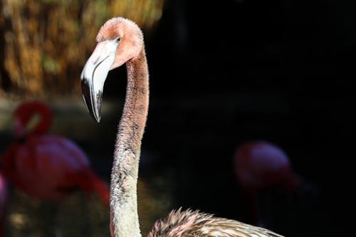 Free stock photo of flamingo