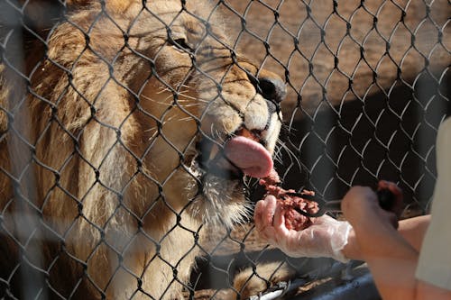 Free stock photo of feeding lion, lion, lunch
