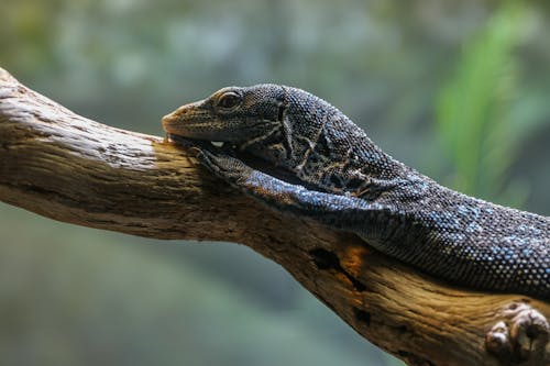 Free stock photo of animal, lizard, on a branch