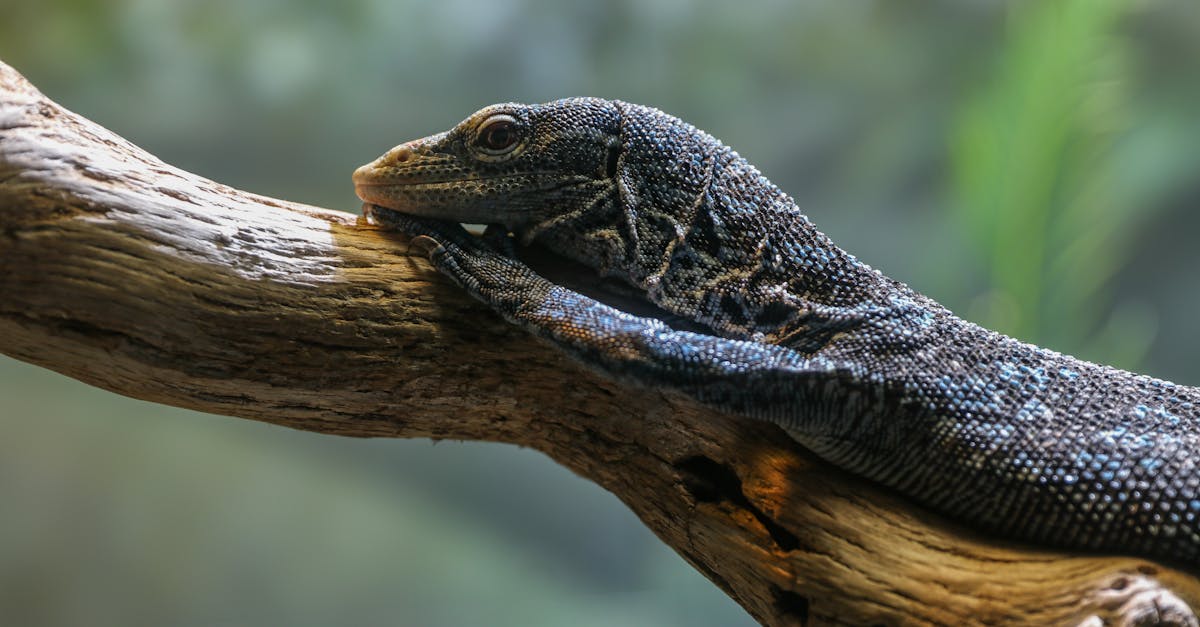 Free stock photo of animal, lizard, on a branch
