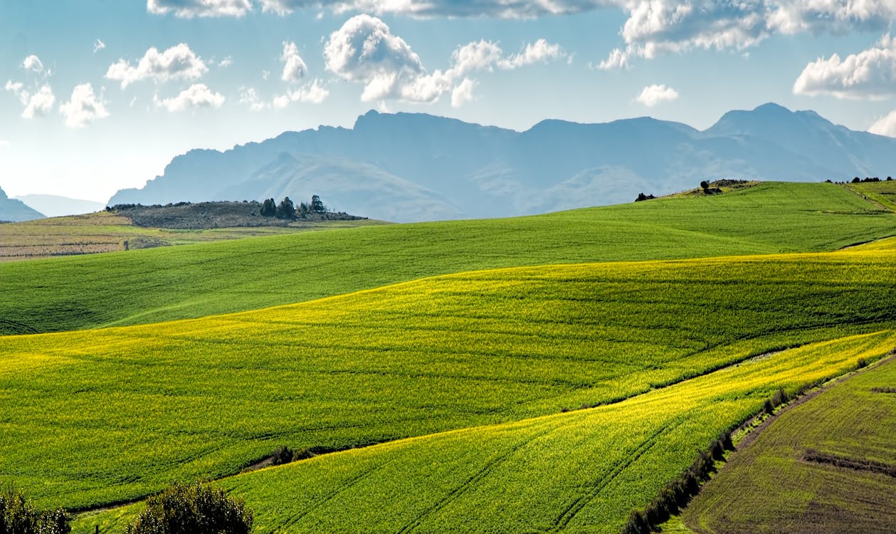 Grünes Feld