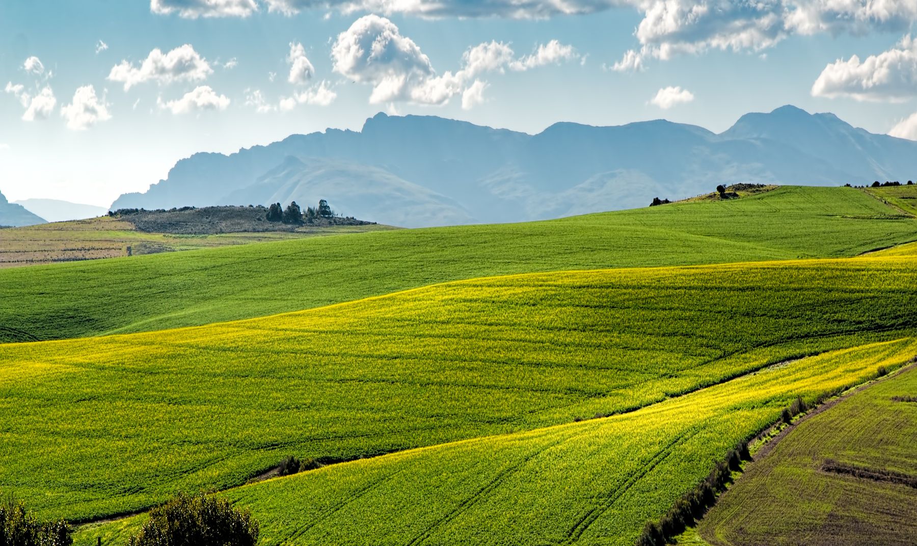 Paisagem agrícola verde, usada como inspiração visual para o projeto