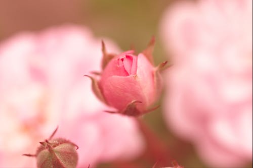 Základová fotografie zdarma na téma makro, růže