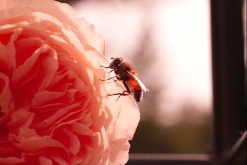 Základová fotografie zdarma na téma makro, růže, včela