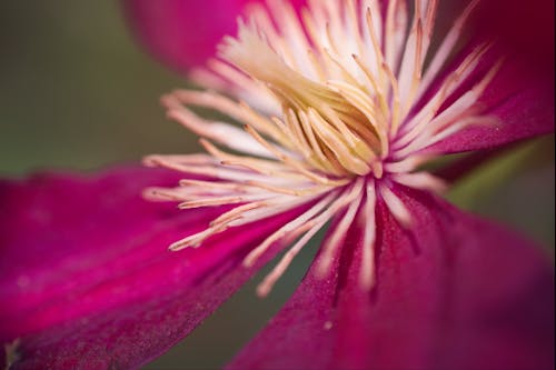 Základová fotografie zdarma na téma makro