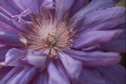 Základová fotografie zdarma na téma makro