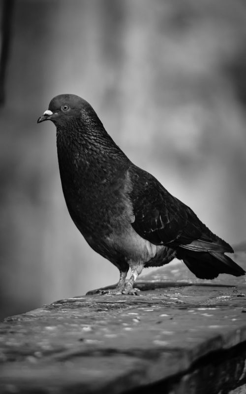 Free Monochrome image of a pigeon standing on a stone wall, showcasing wildlife beauty. Stock Photo