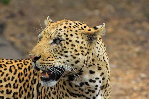 Kostenlos Tilt Shift Focus Fotografie Von Leopard Stock-Foto
