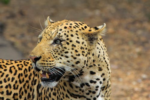 Fotografia De Leopardo Com Foco Em Mudança De Inclinação