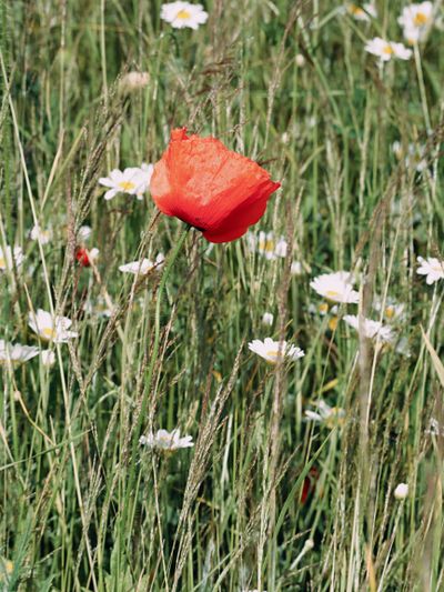 Poppies and daisies in a sunlit meadow — Marina Endzhirgli on Pexels