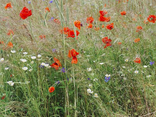 Free A colorful field of poppies and daisies in a Berlin meadow during summer. Stock Photo
