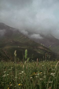 雾蒙蒙的宁静山景与意大利的野花，共同呈现出一派风景如画的静谧景色