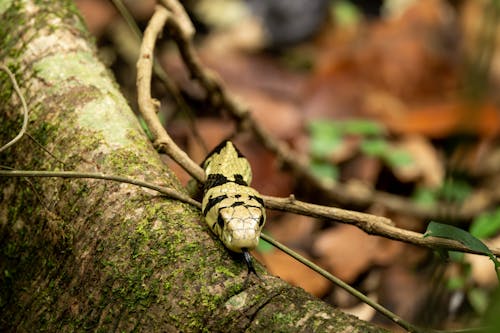 Fotos de stock gratuitas de al aire libre, animal, árbol