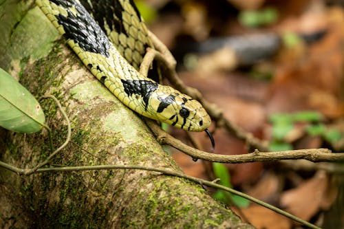 Gratis stockfoto met beest, blad, boom