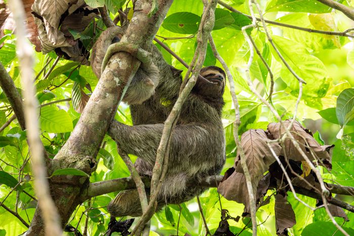 Paresseux dans la forêt de la côte caraïbe sud, Costa Rica