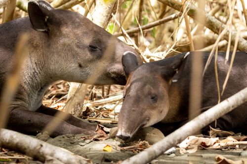 Free Two mountain tapirs relaxing in their natural forest habitat, surrounded by branches. Stock Photo