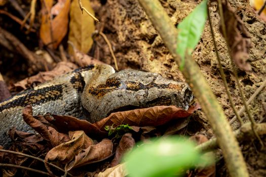 pythons photo
