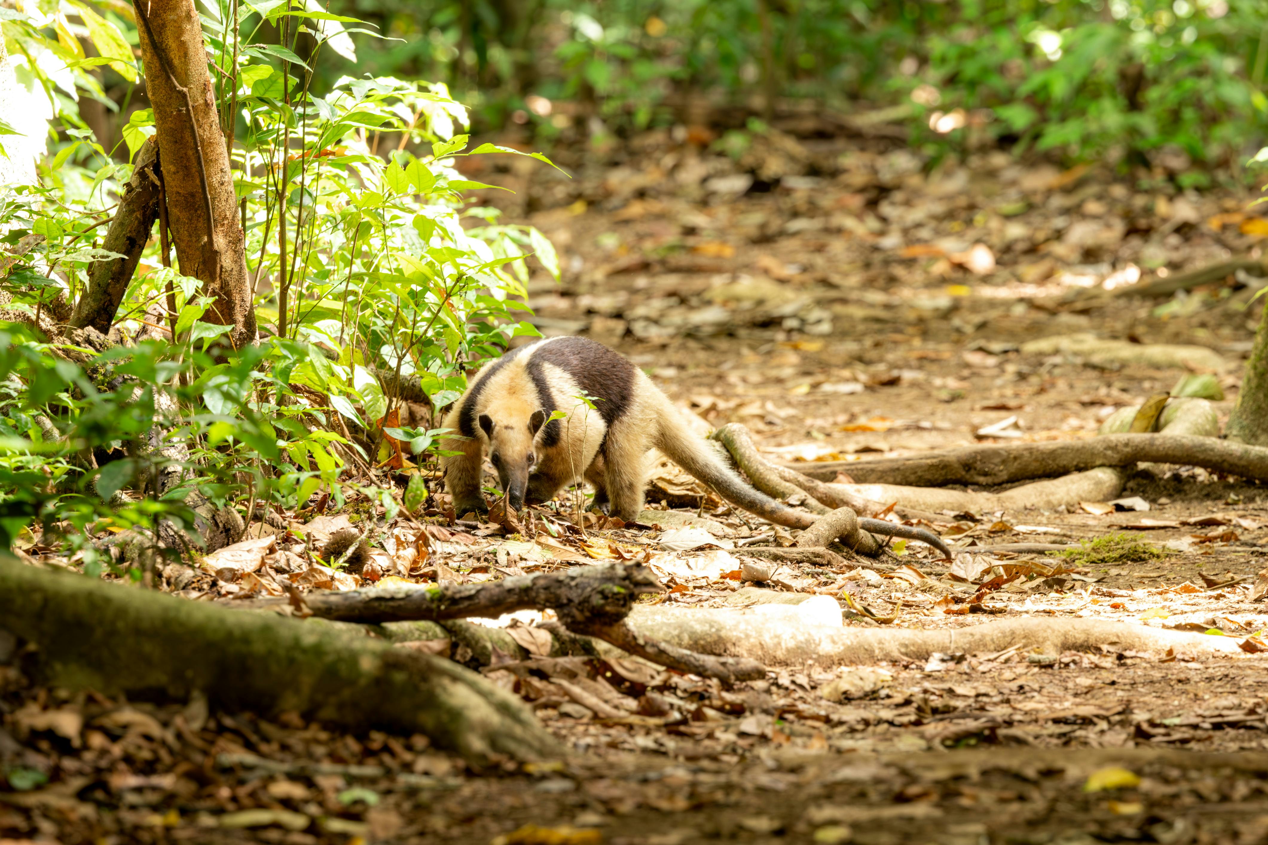 生活：你該知道的小食蟻獸「黑妞」失蹤事件！北市動物園呼籲民眾