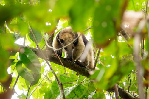 Free A tamandua anteater resting on a tree branch surrounded by lush tropical foliage. Stock Photo