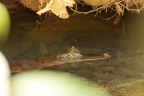 Foto d'estoc gratuïta de a l'aire lliure, aigua, caiman