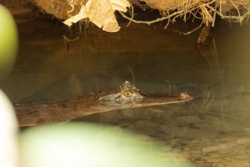 Free An exotic gharial crocodile stealthily swims partially submerged in a pond. Stock Photo