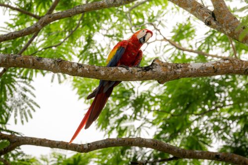 Free Vibrant scarlet macaw sits on a tree branch surrounded by lush green jungle foliage. Stock Photo