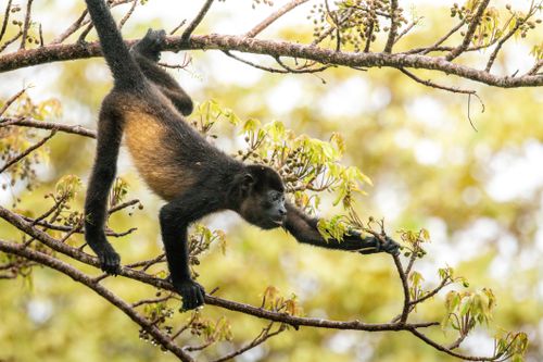 Free A howler monkey skillfully climbs a tree branch in a lush forest setting, showcasing its natural agility. Stock Photo