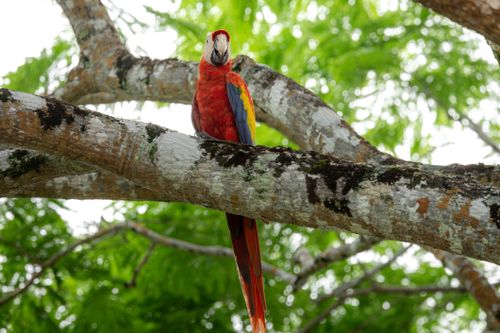 Free Scarlet Macaw perched on a tree branch in lush green foliage, showcasing vivid colors. Stock Photo