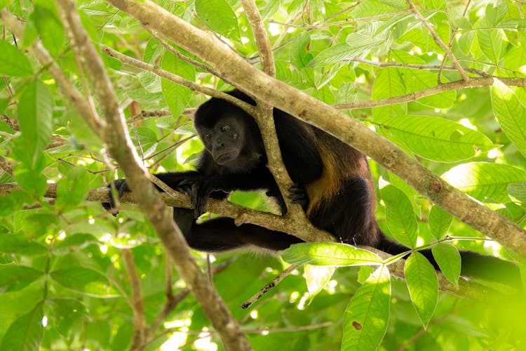 Black Monkey On A Tree 