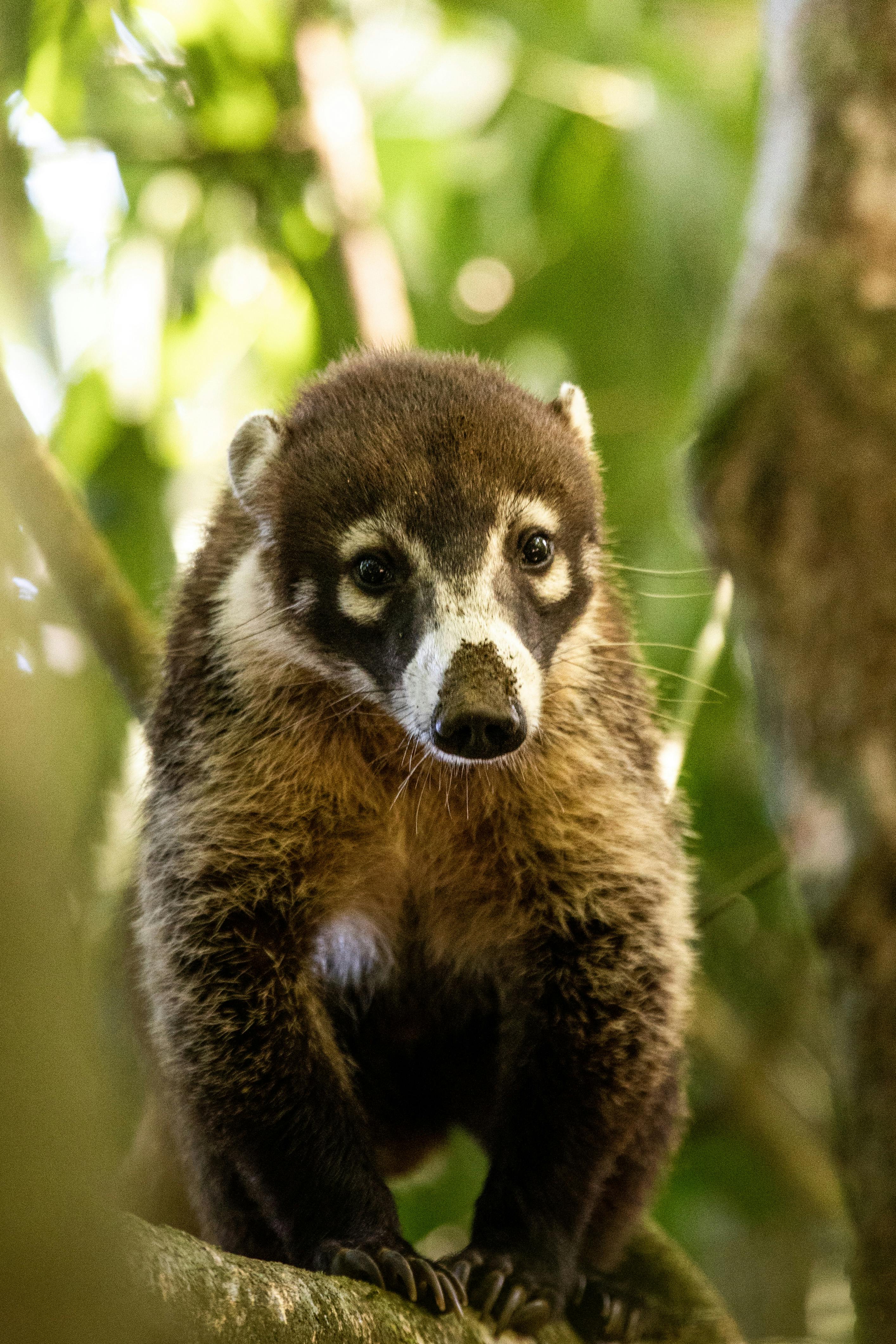 A close-up of a coati in its natural forest habitat, captured in a vertical shot.