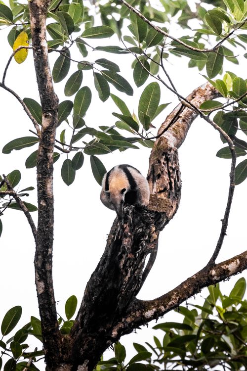 Free A Southern Tamandua spotted high in a tropical tree amidst lush green leaves. Stock Photo