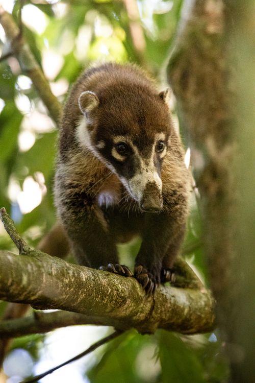 Free A young coati perched on a branch in a vibrant jungle setting, showcasing its curious nature. Stock Photo