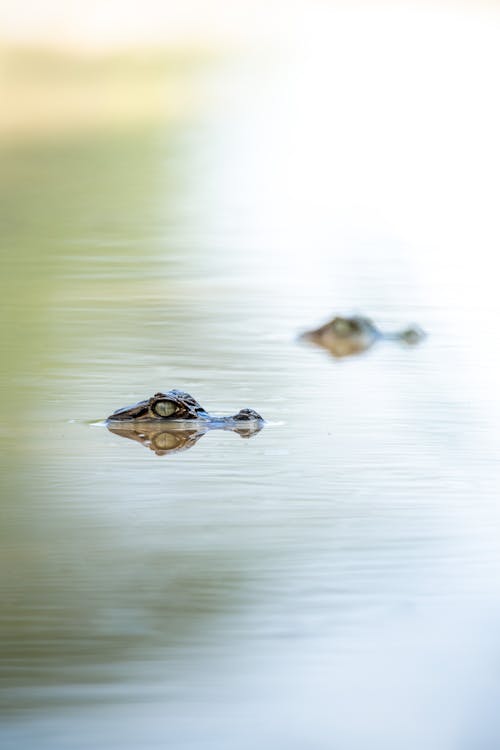 Imagine de stoc gratuită din aligator, animal, apă