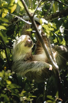 A sloth peacefully hangs in a verdant jungle, camouflaged in the dense foliage.