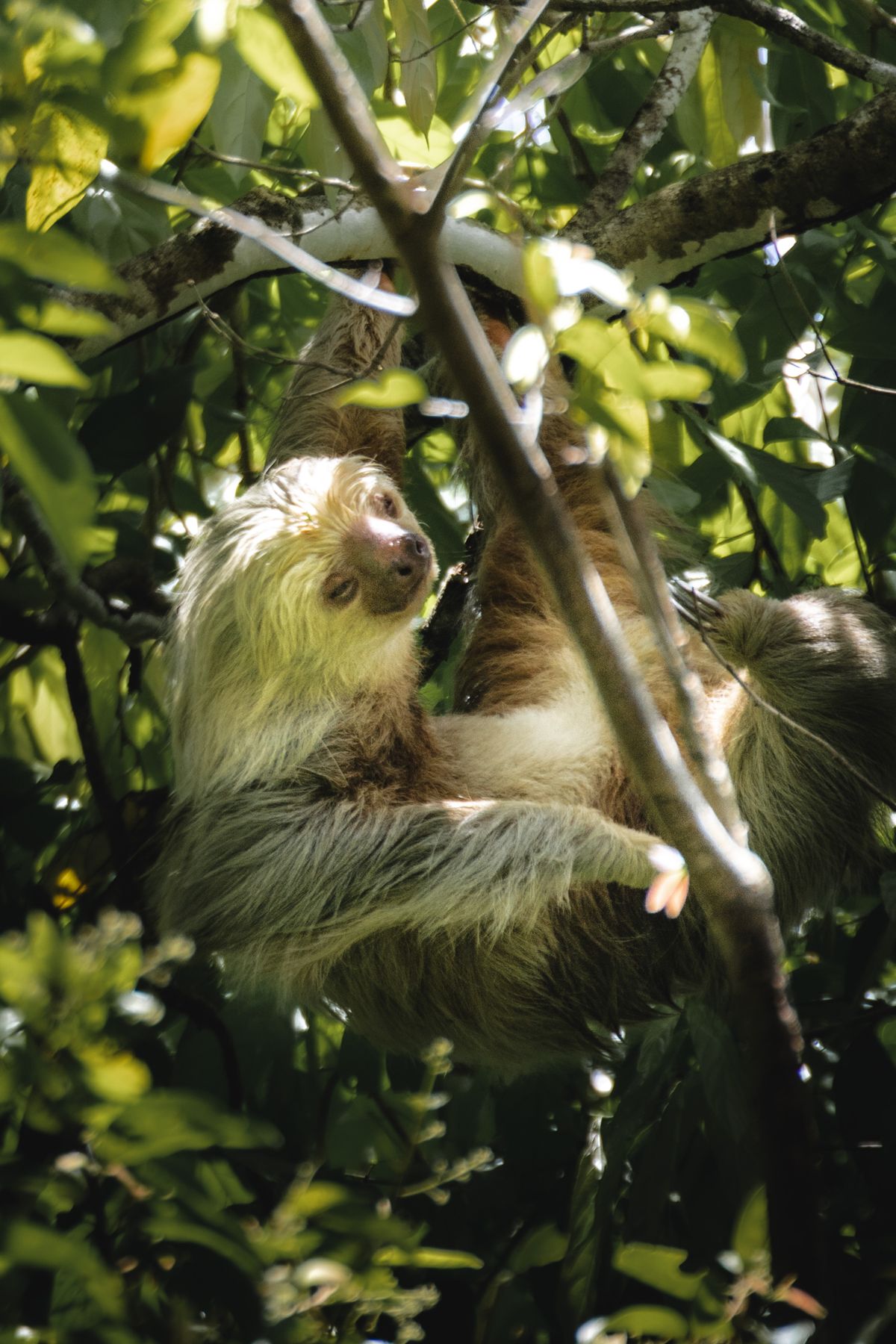 Sloth Photos, Download The BEST Free Sloth Stock Photos & HD Images