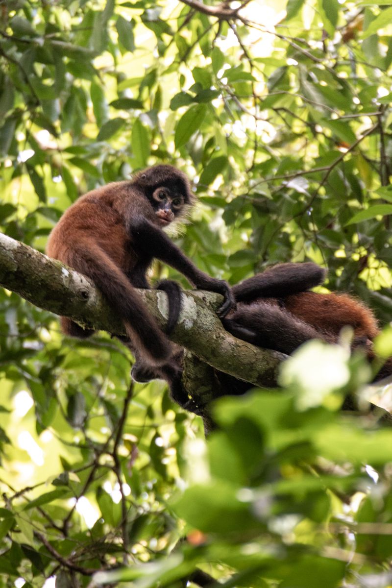 Spider Monkey