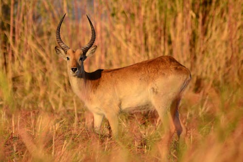Kostenlos Braune Antilope Stock-Foto
